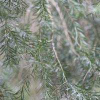 Melaleuca linearifolia (Link) Craven